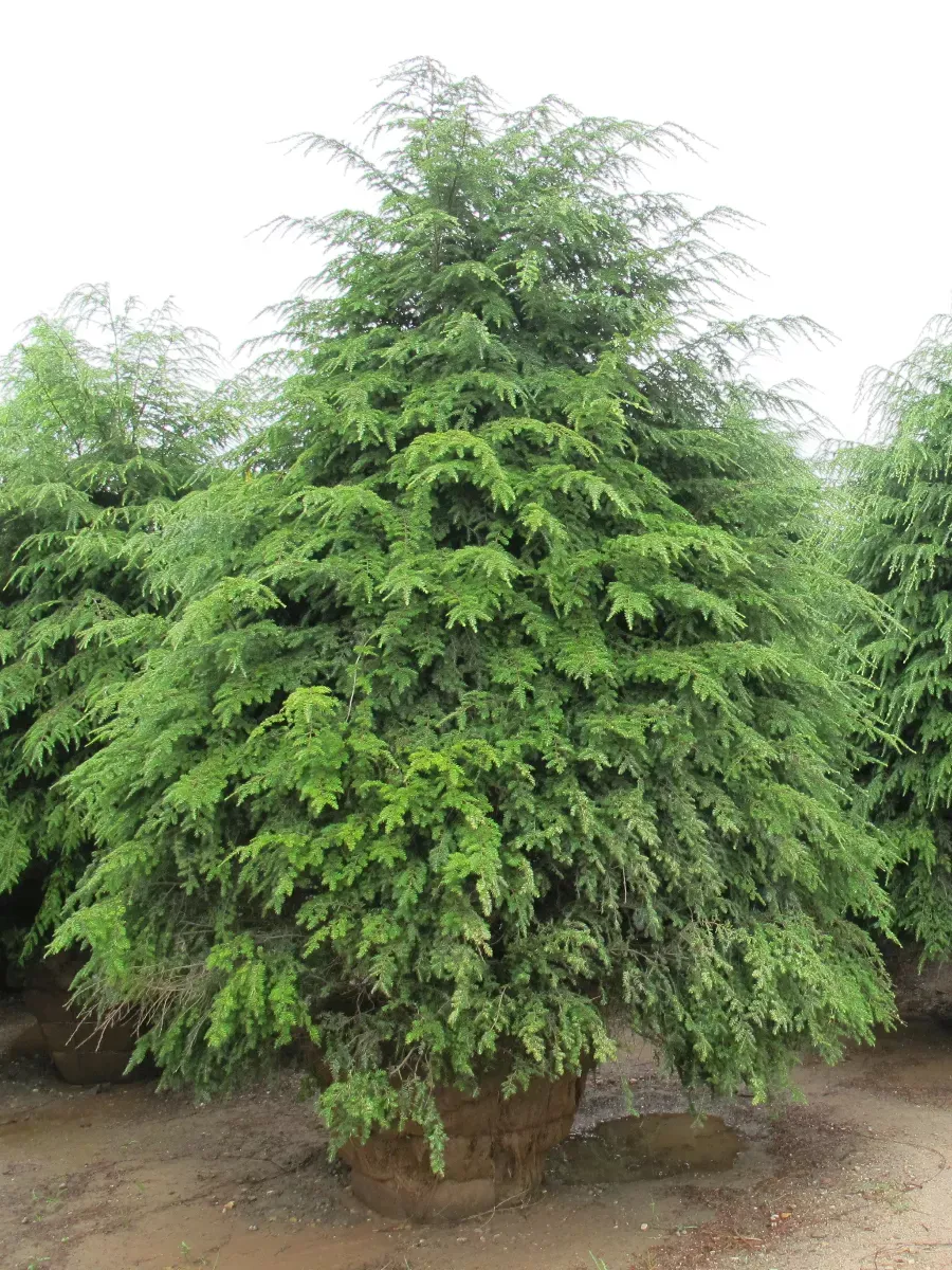 Тсу́га кана́дская (Tsuga canadensis)