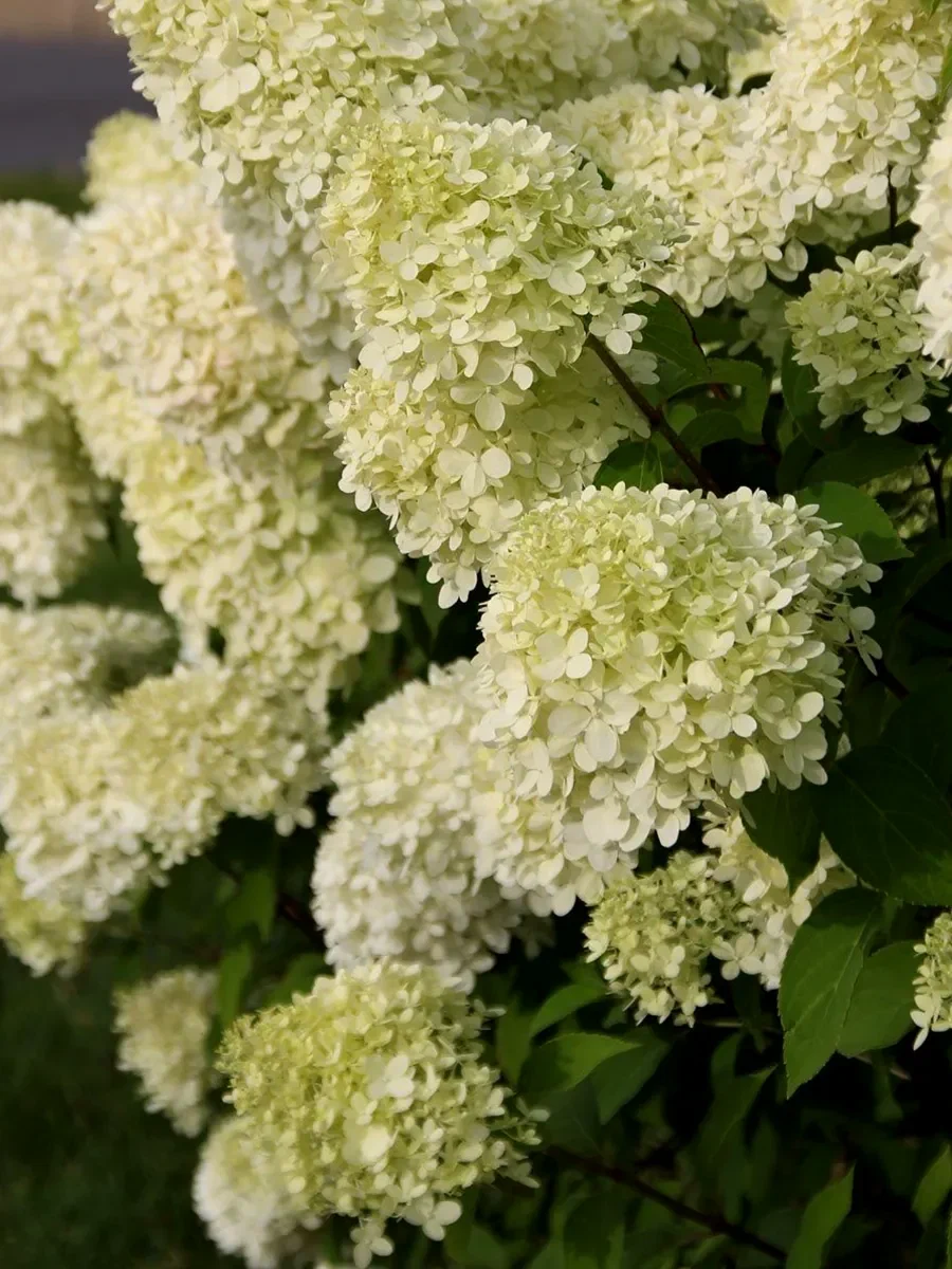 Гортензия метельчатая «Little Alf»