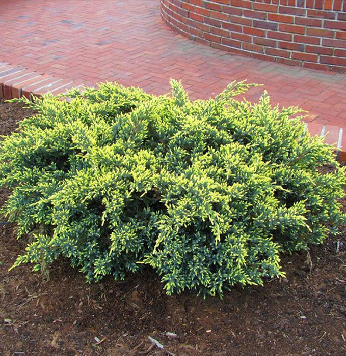 Можжевельник чешуйчатый (Juniperus squamata)         'Dream Joy'