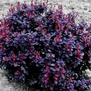 Барбарис Тунберга (Berberis thunbergii) «Concorde»