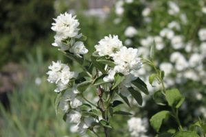 Чубушник «Купидон»