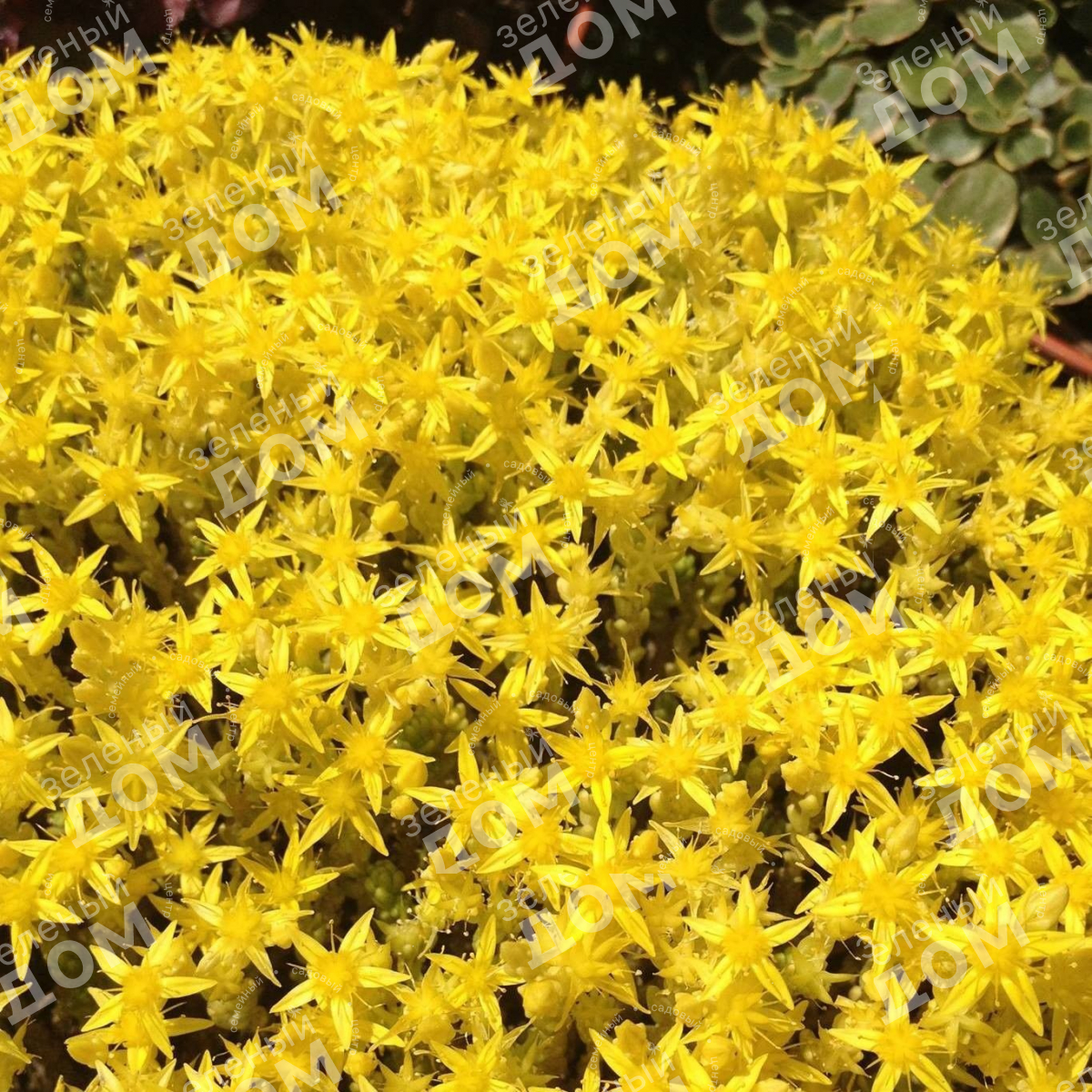 Очиток едкий (Sédum ácre) «Yellow Queen»