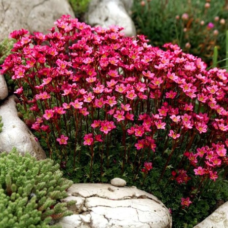 Камнеломка Арендса «Highlander Red»