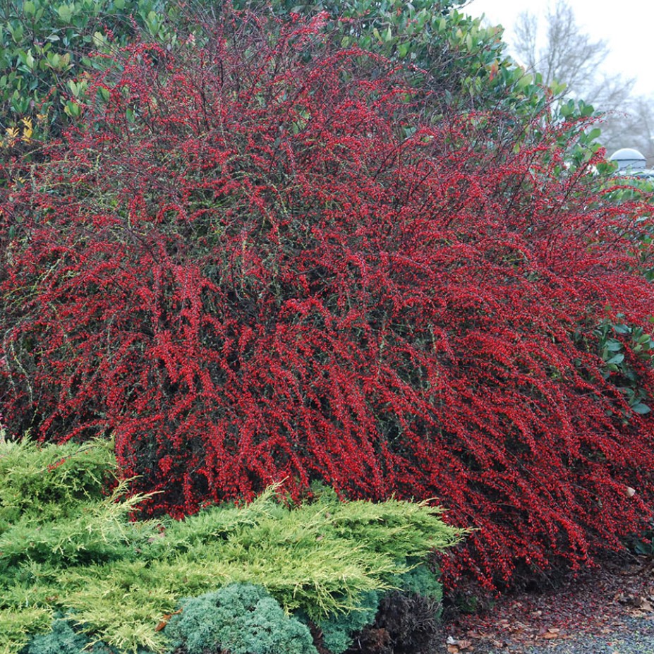 Барбарис Тунберга (Berberis thunbergii) "Red Chief"