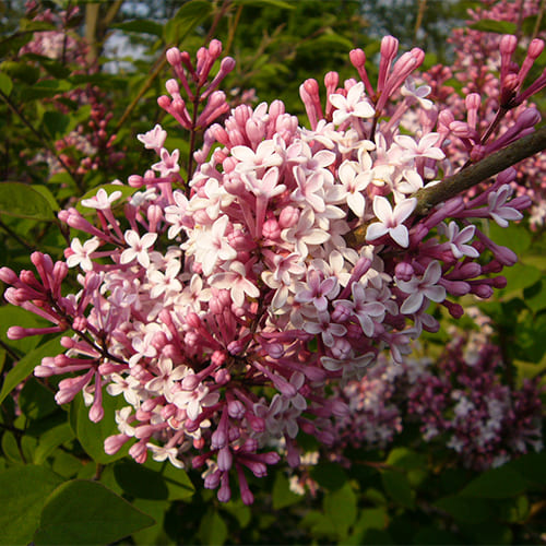 Сирень мелколистная (Syringamicrophylla) “Superba”