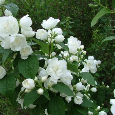 Чубушник (Philadelphus) «Очарование» "Enchantment"