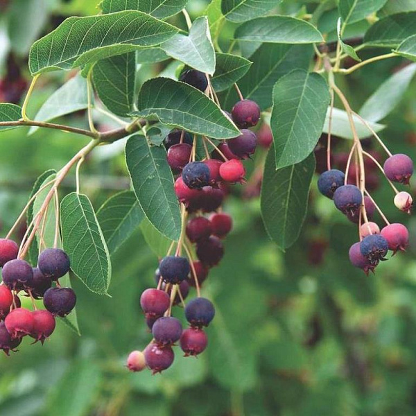 Ирга канадская (ком)