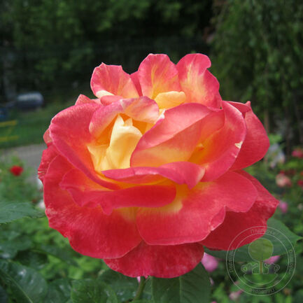 Pullman Orient Express