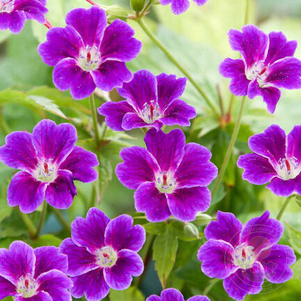 Герань узловатая (Geranium nodosum)