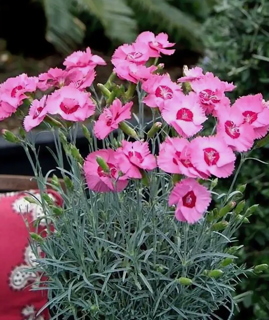 Гвоздика "Angel of Hope"