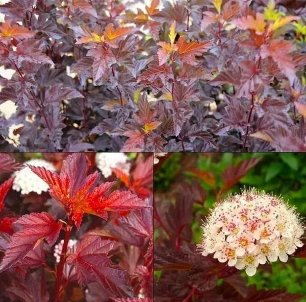 Пузыреплодник калинолистный (Physocarpus opulifolius)               «Diable d'Or»
