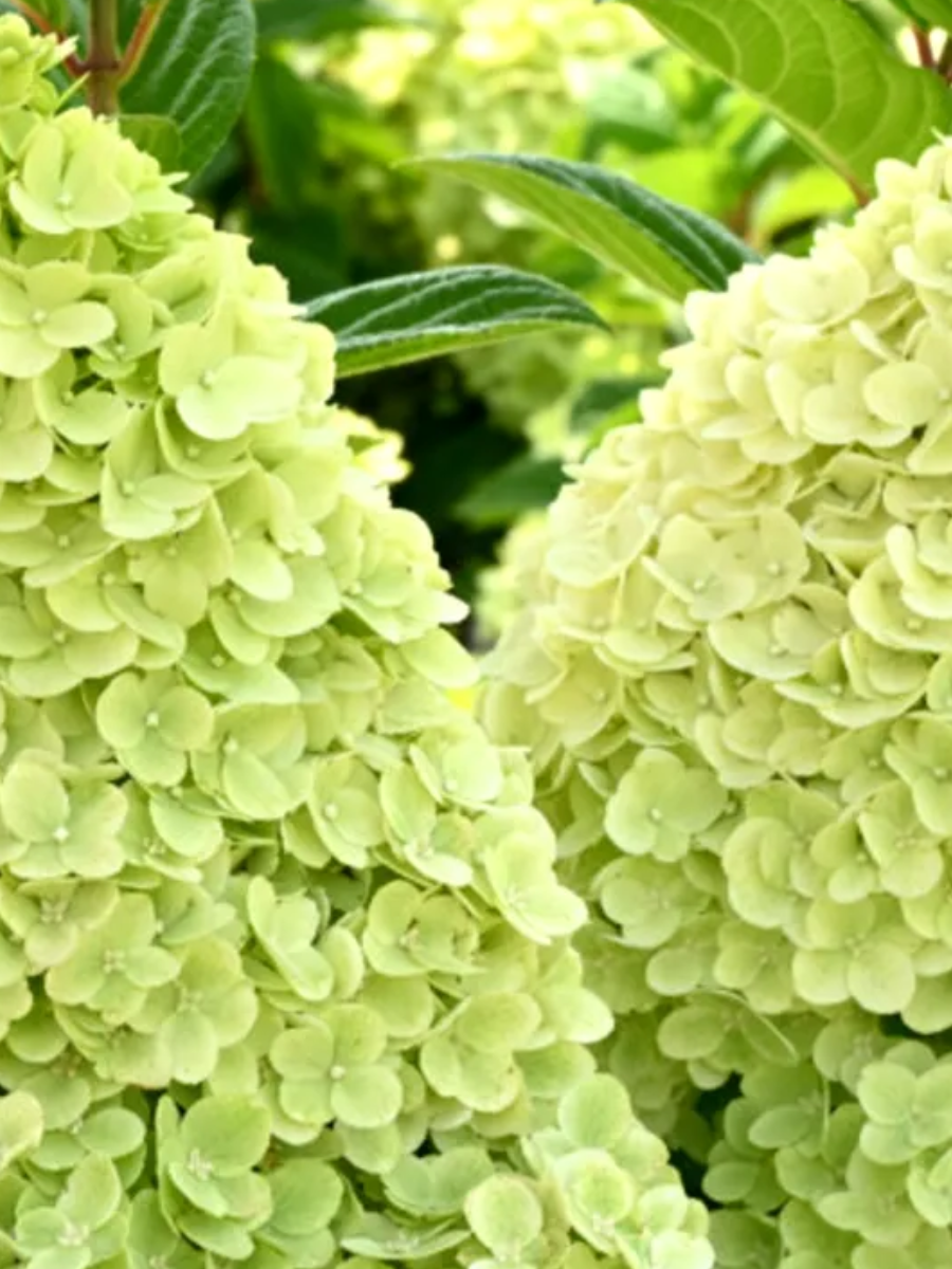 Гортензия метельчатая (Hydrangea paniculata) «Pantheon»