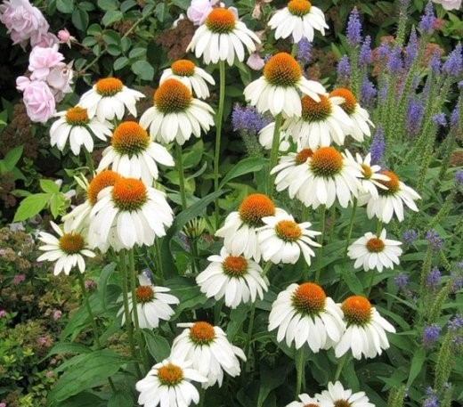 Эхинацея пурпурная         «Polly Nation White»