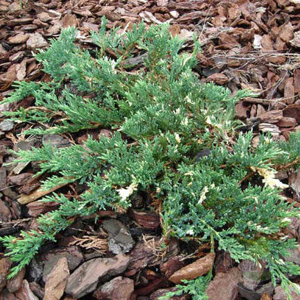 Можжевельник горизонтальный (Juniperus horizontalis)              "Villa Marie"