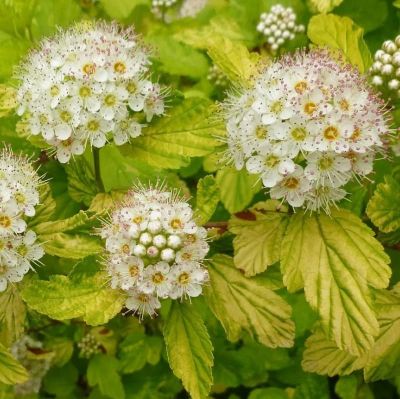 Пузыреплодник калинолистный (Physocarpus opulifolius)                “Nugget”