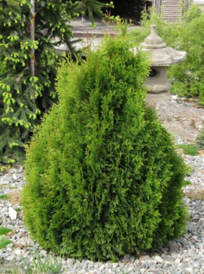 Туя западная (Thúja occidentális) «Miky»