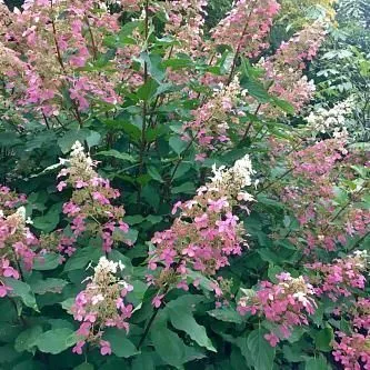 Гортензия метельчатая (Hydrangea paniculata) «Big Ben»