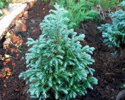 Кипарисовик горохоплодный (Chamaecyparis pisifera)“Boulevard”