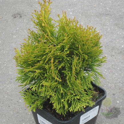 Туя западная 'Golden Smaragd' (Janed Gold)