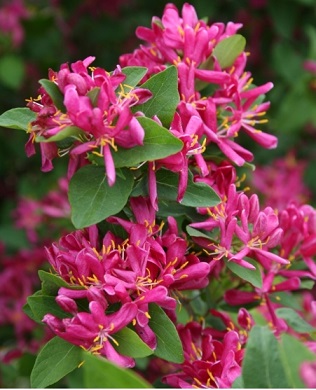 Жимолость татарская (Lonicera tatarica) "Arnold Red"