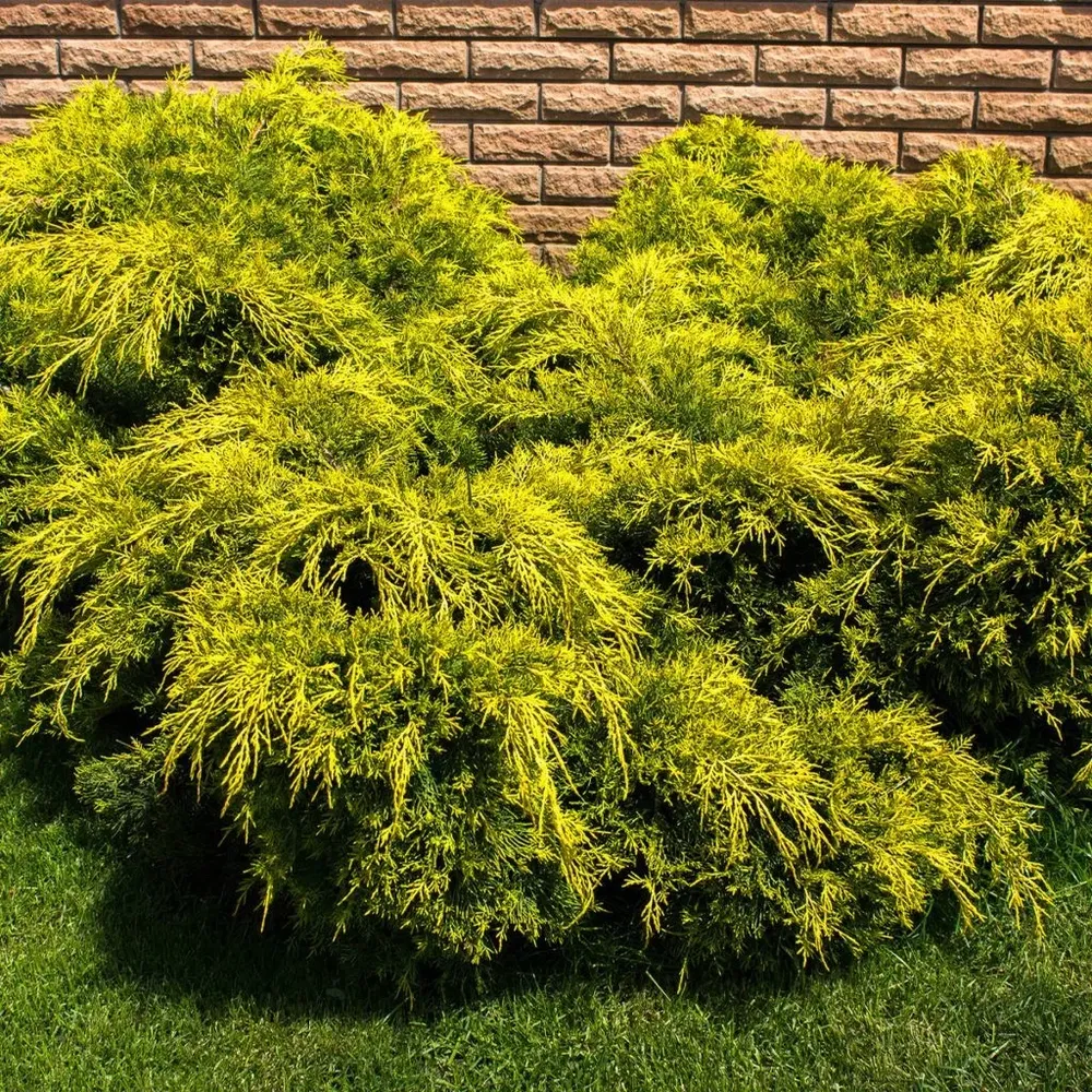 Можжевельник средний (Juniperus media)                   "Pfitzeriana Aurea"