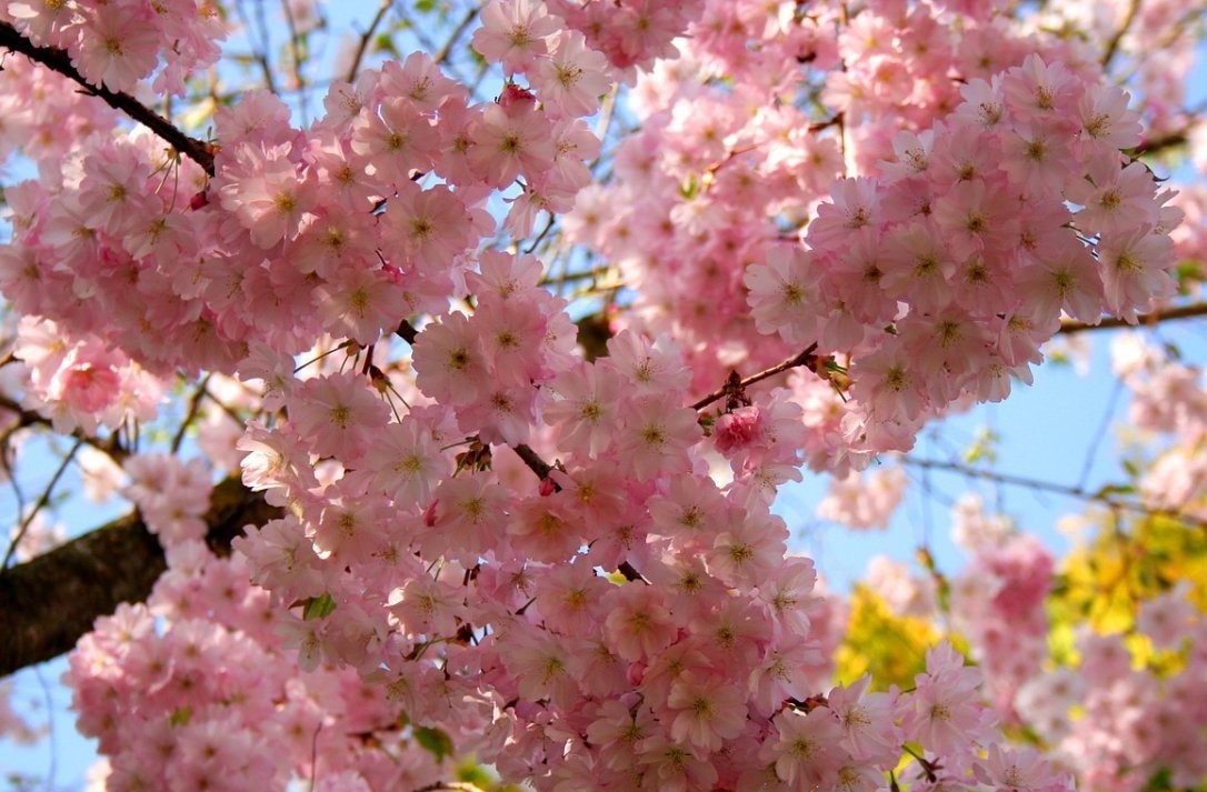 Вишня вырезанная "Oshidori"