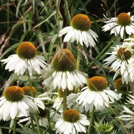 Эхинацея (Echinacea) «White Swan»