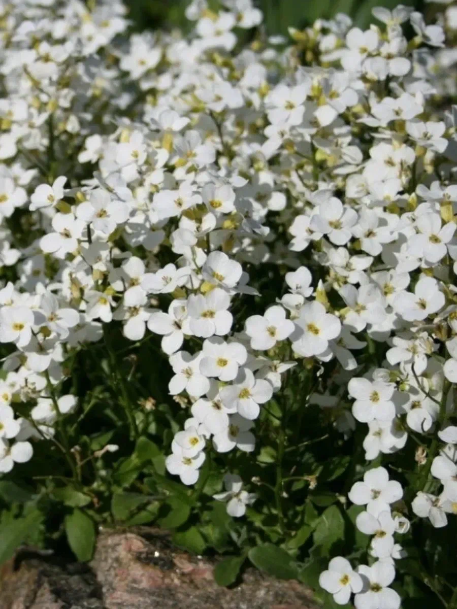 Арабис кавказский (Arabis Caucasica)        «Catwalk White»