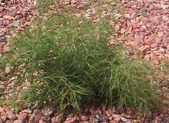 Береза бородавчатая (повислая) "Trost`s Dwarf"