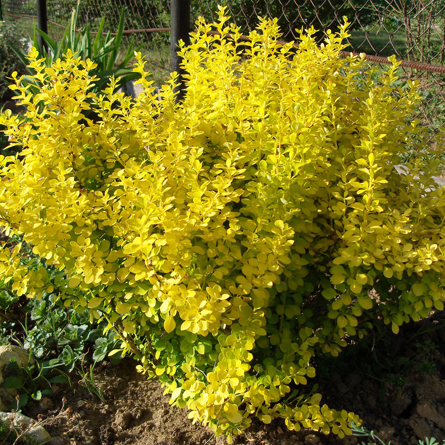 Барбарис Тунберга (Berberis thunbergii) «Evita»