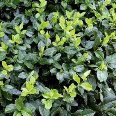 Бересклет Форчуна  (Euonymus fortunei) «Coloratus»