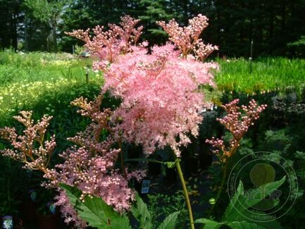 Лабазник красный (Filipendula rubra) «Venusta»