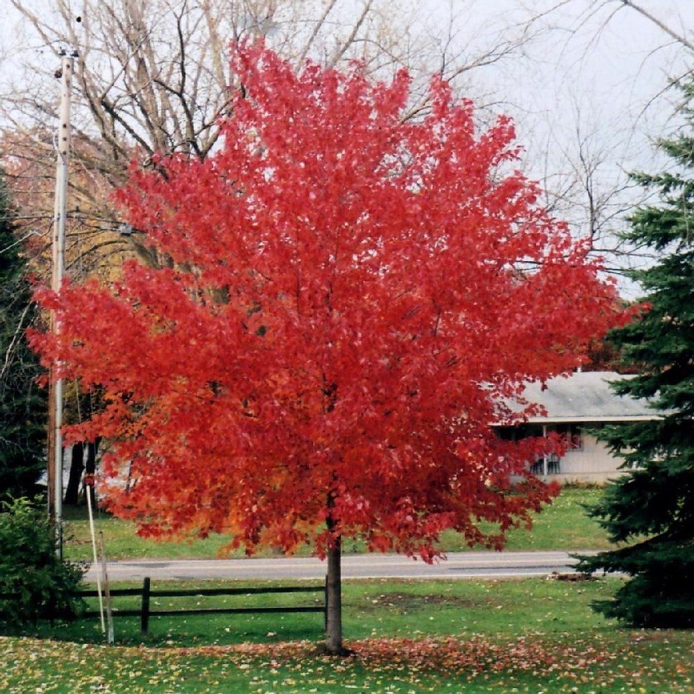 Дуб красный (ком)