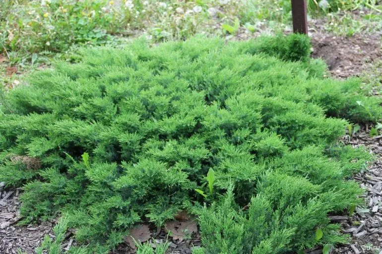 Можжевельник даурский (Juniperus daurica) 'Leningrad'