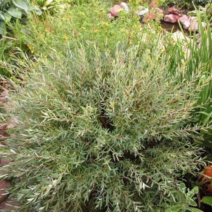 Ива Курникова (шаровидная)