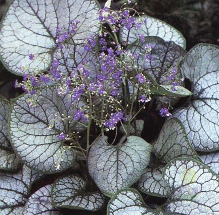 Бруннера крупнолистная (Brunnera macrophylla) «Jack Frost»