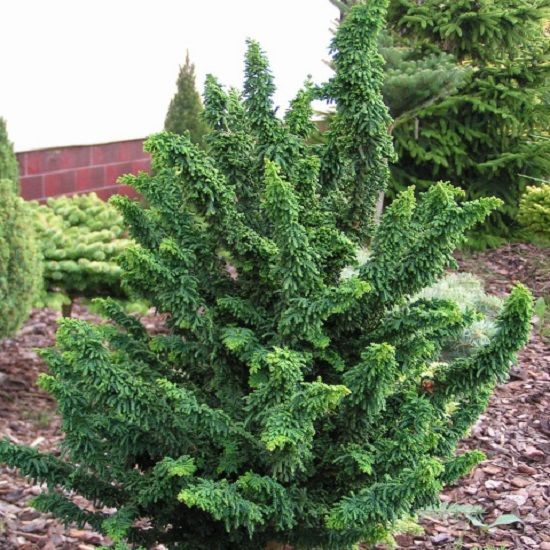 Кипарисовик "Teddy Bear"