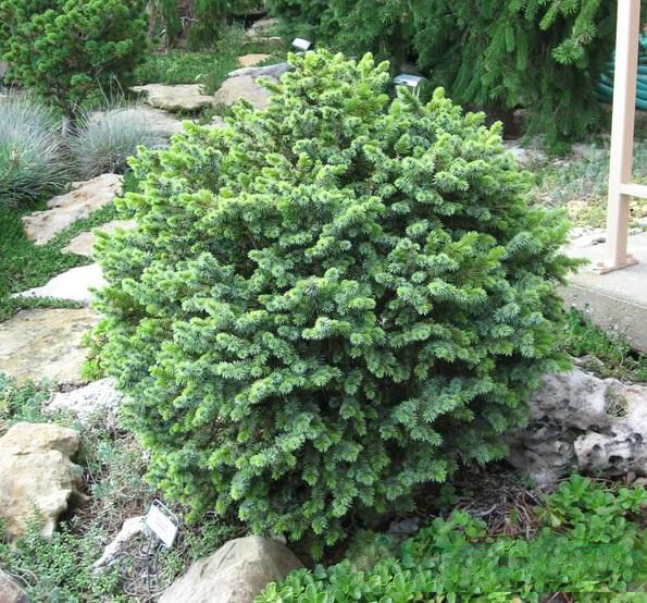 Ель ситхинская (Picea sitchensis) 'Silberzwerg'