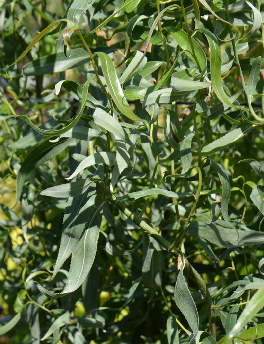 Ива Свердловская извилистая  1 (Salix)