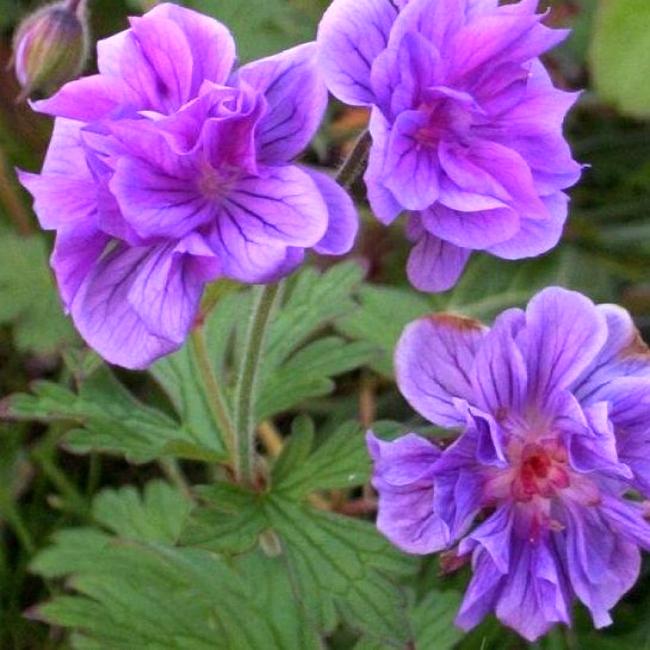 Герань гималайская (Geranium himalayense) "Birch Double"