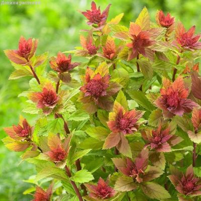 Спирея японская (Spiraea japonica) «Sparkling Champagne»