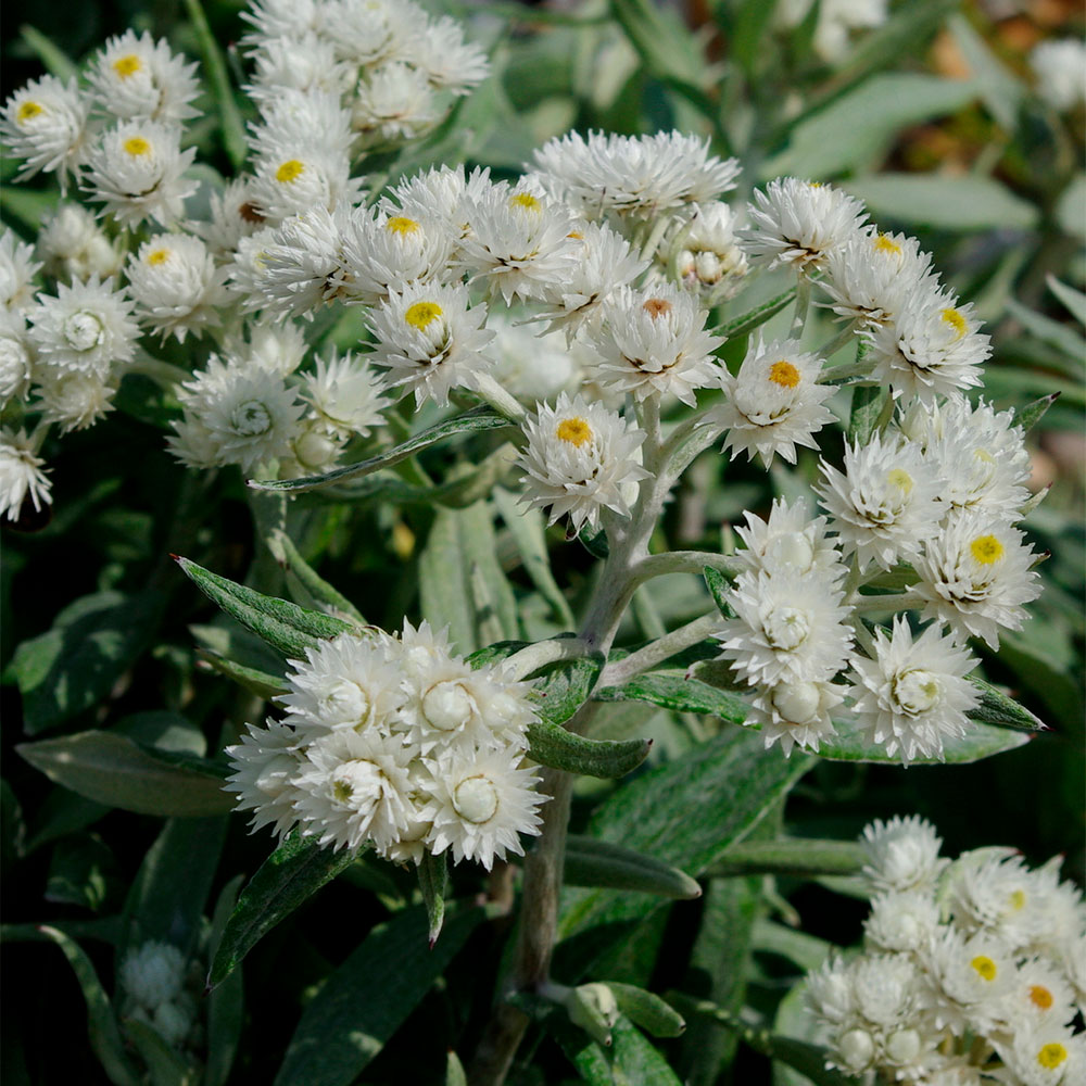 Анафалис трехжилковый (Аnaphalis triplinervis)