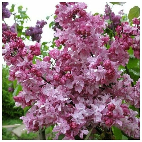 Сирень обыкновенная (Syringa vulgaris) "Олимпиада Колесникова"