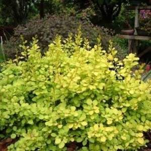 Барбарис Тунберга (Berberis thunbergii) «Special Gold»