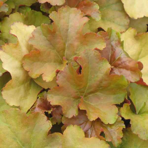 Гейхера (Heuchera) «Creme Brulee»