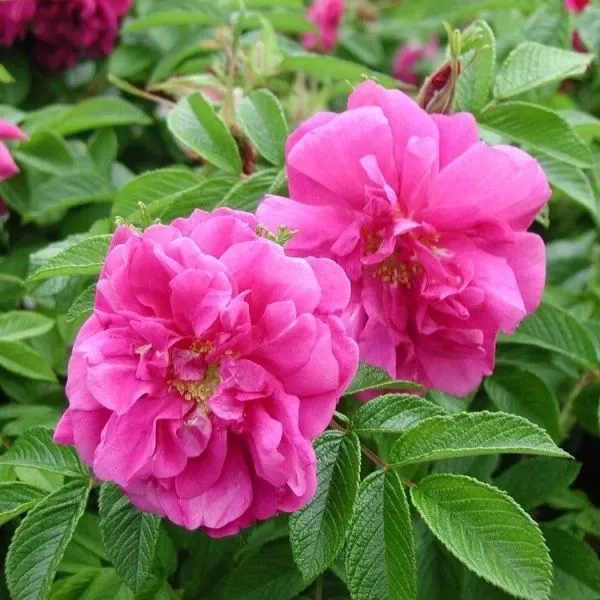 Роза морщинистая (Rosa rugosa) "Roseum"