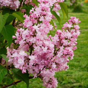 Сирень  обыкновенная (Syringa vulgaris) «Жемчужина»