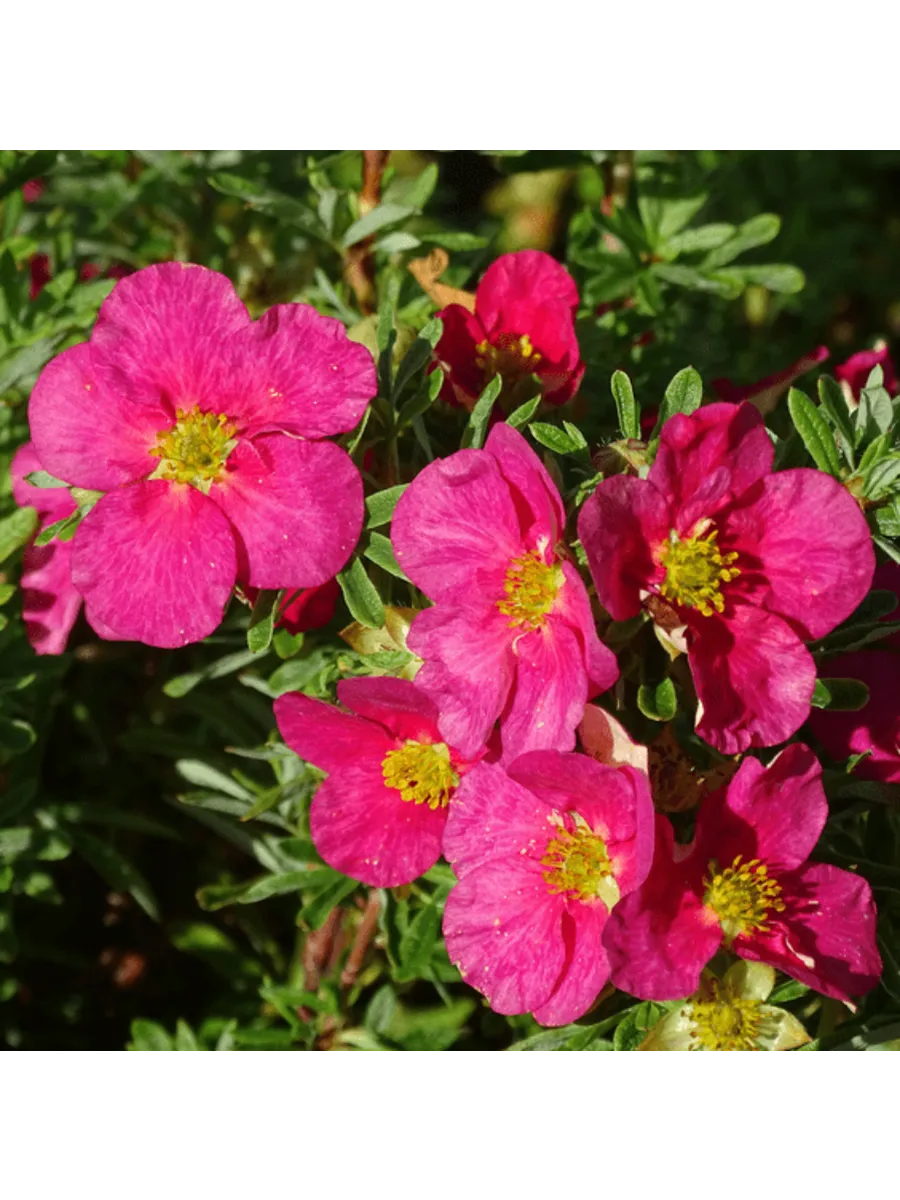 Лапчатка кустарниковая (Potentilla fruticosa) 'Danny Boy'
