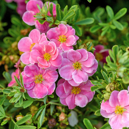 Лапчатка кустарниковая (Potentilla fruticosa) «Pink Paradise»