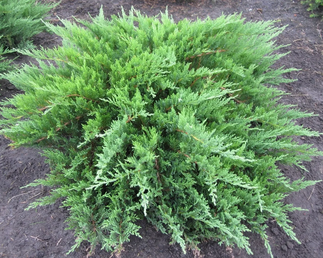 Можжевельник казацкий (Juníperus sabína) “Tamariscifolia”